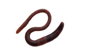 Can my child get worms from your cat? JacAnswers