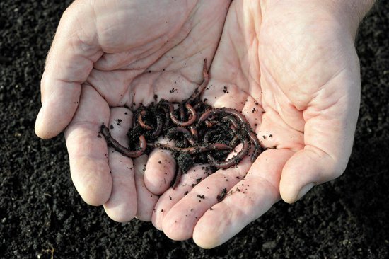 How to get rid of white worms in plants? JacAnswers