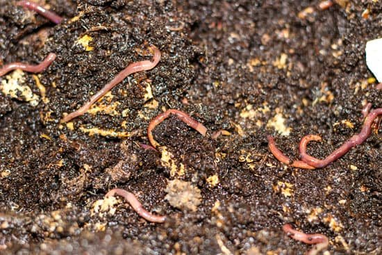 What does it mean when you dream about clear worms