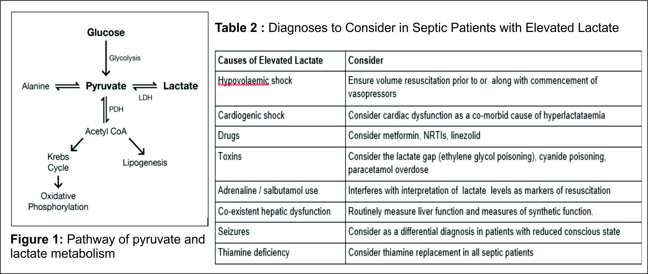 Serum Lactate in Intensive Care Practical Points and Pitfalls