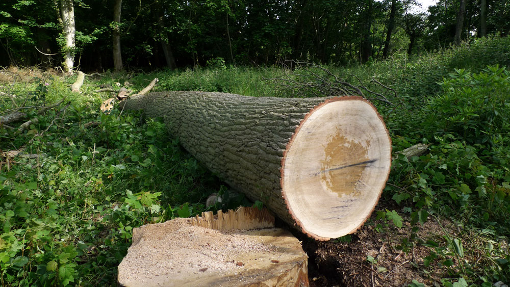 Jack Wheeler / Timber Conversion with Axel Weller