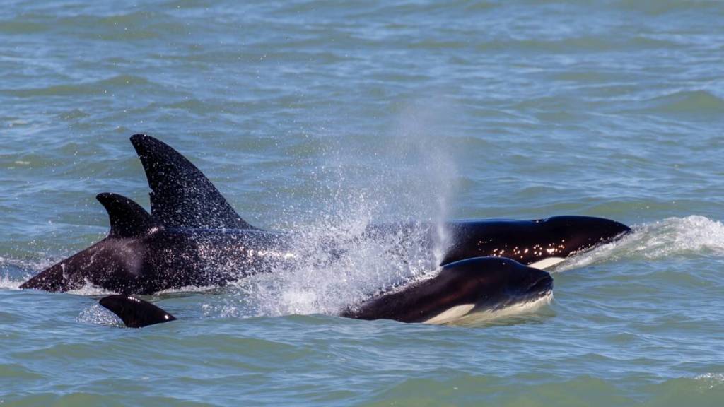 Une jeune baleine à bosse survit à l’attaque d’une quinzaine d’orques en Australie (vidéo