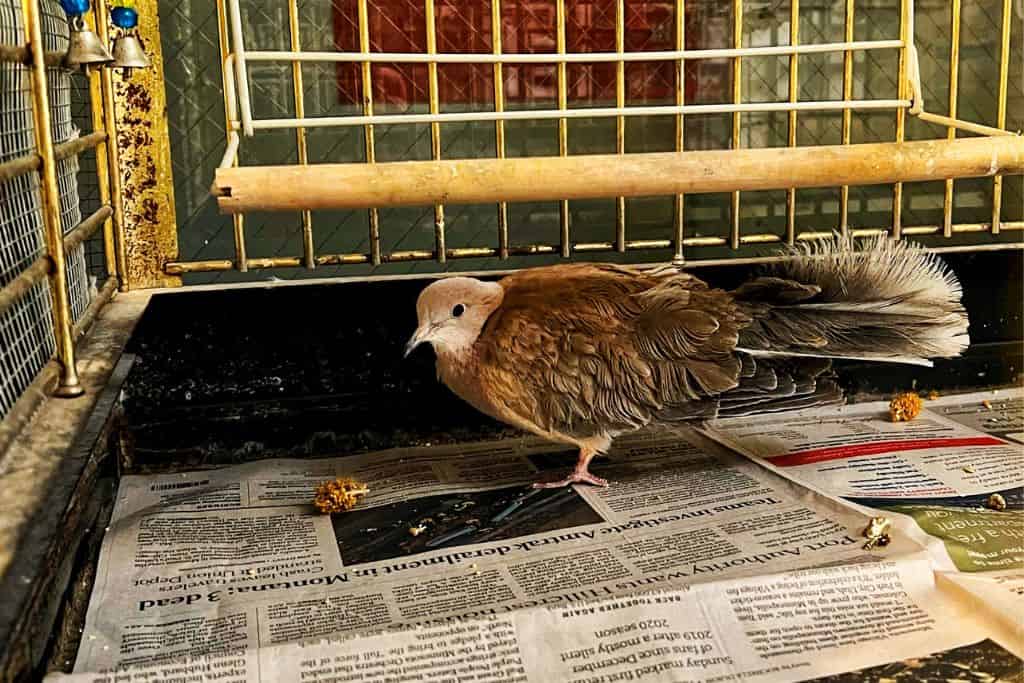 Wild Rumpus Books in Minneapolis It's Magical for Young Readers