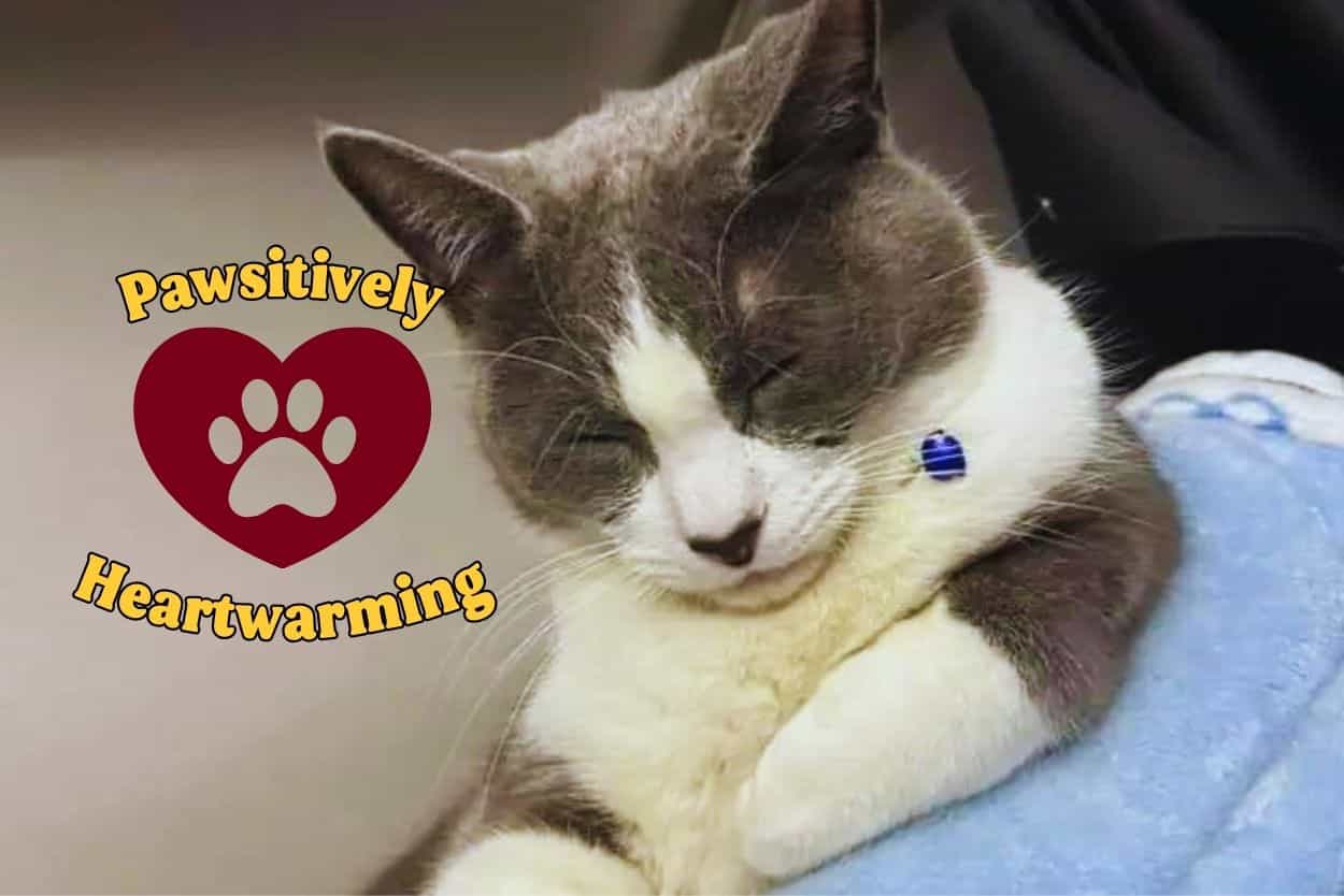 Minnesotans Rally To Rescue Trucker's Cat Lost In St. Cloud's Cold