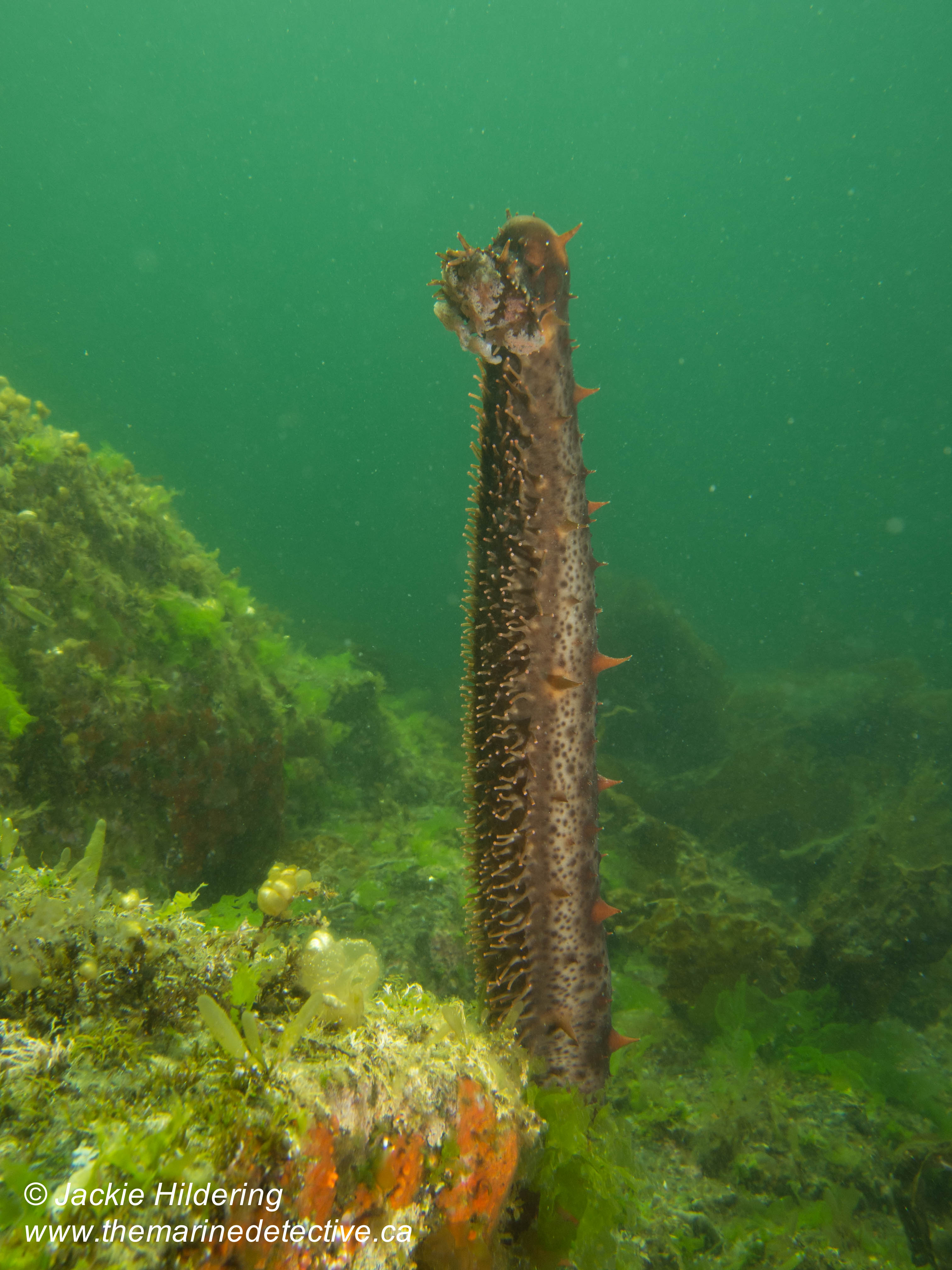 Reaching New Heights? A Sea Cucumber Mystery. The Marine Detective