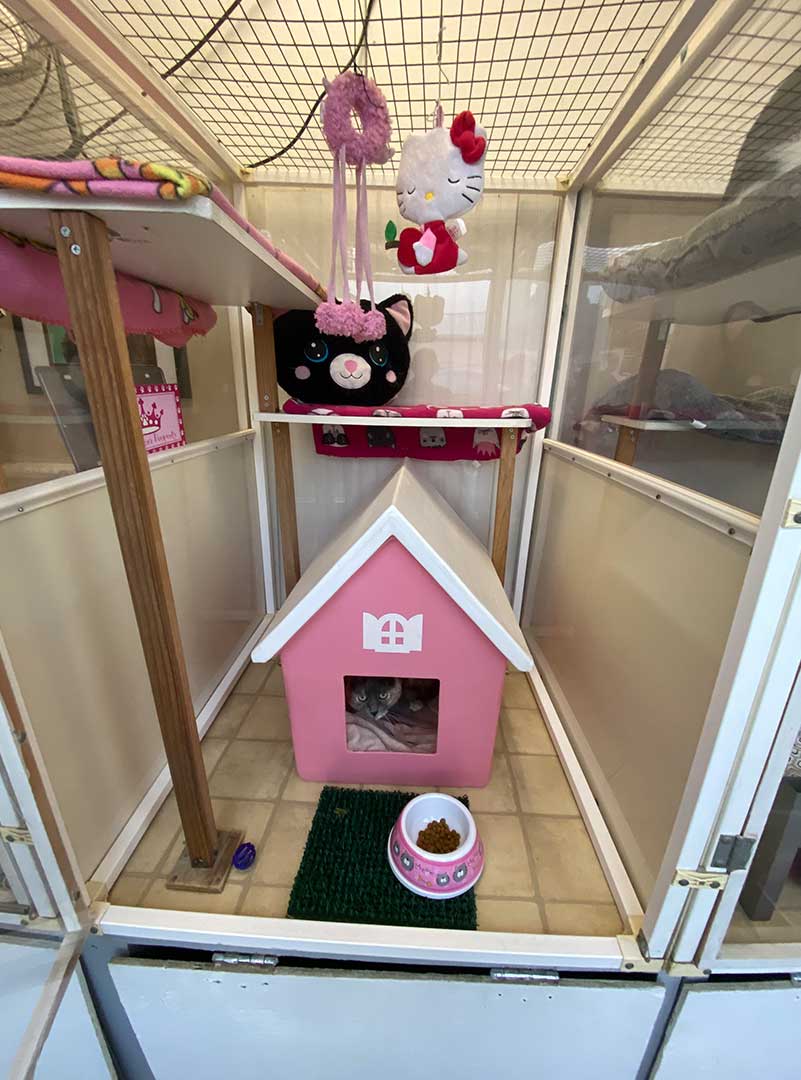 Cat Boarding Services Jackie's Grooming Post