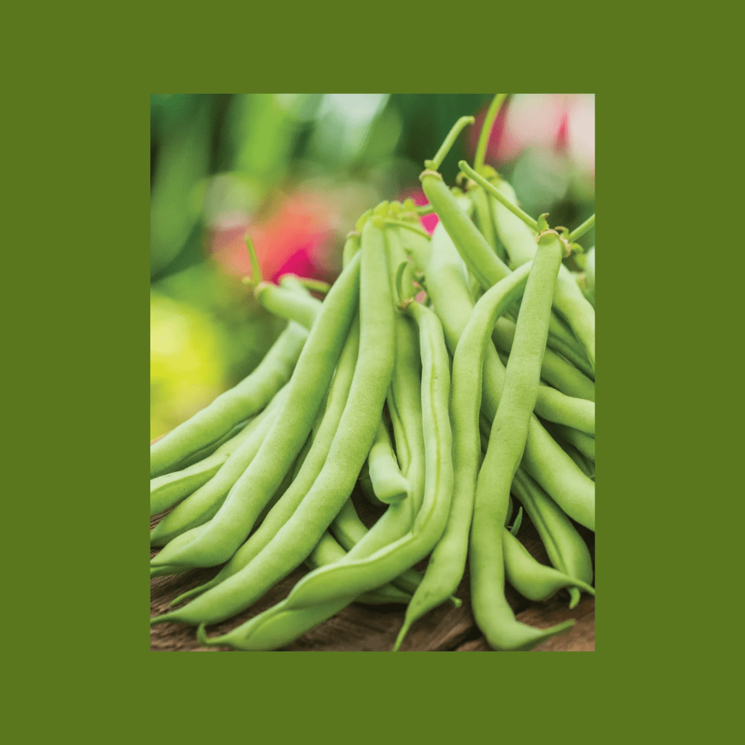 How to Grow Contender Green Beans Heirloom Bush Beans Jacki Kellum