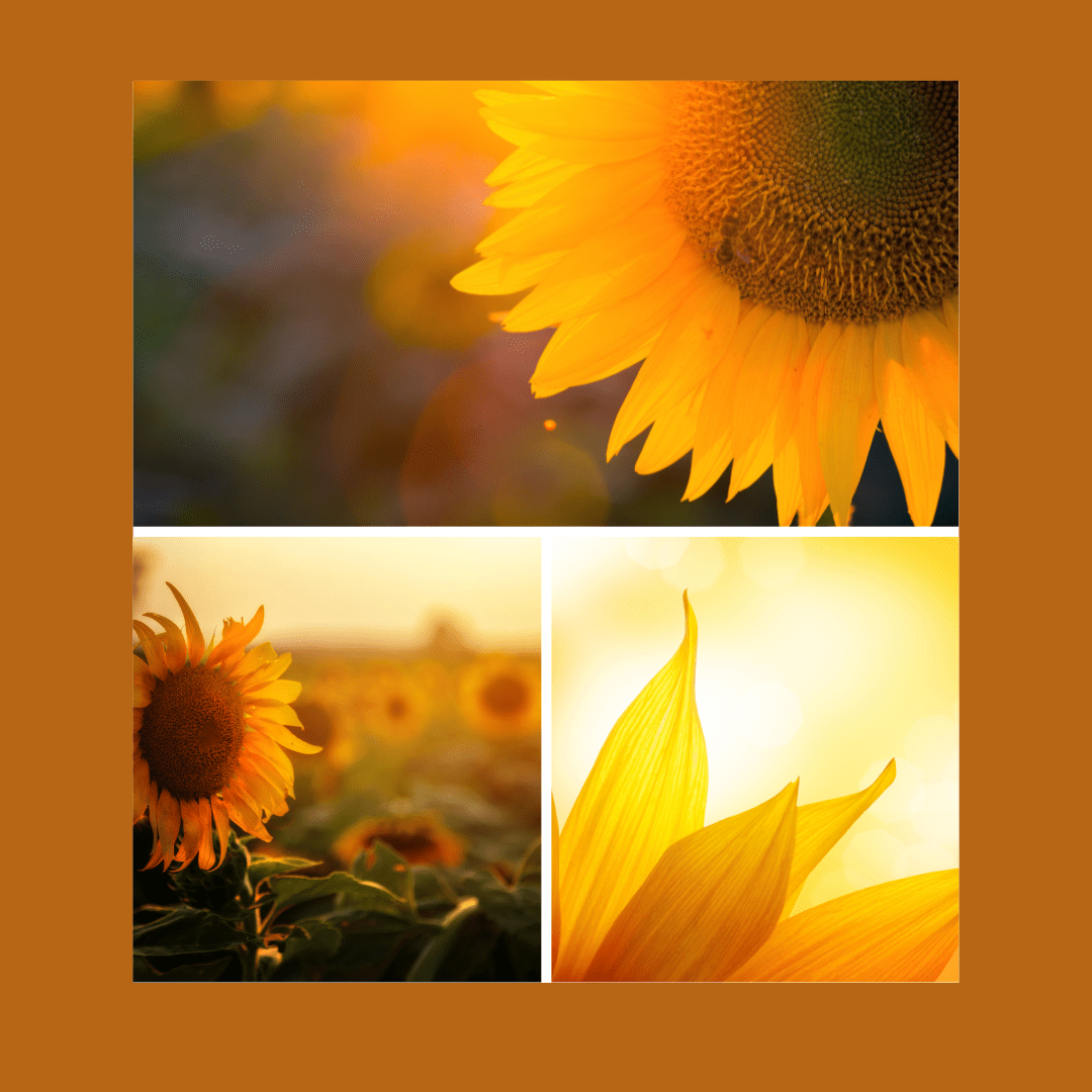 Varieties of Sunflowers Planted in July — in My Mississippi Garden Gambling on a Long Growing