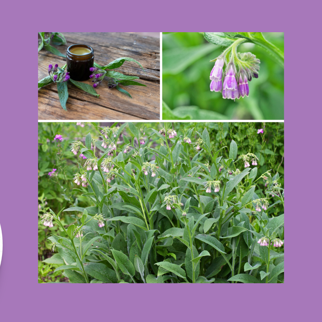 Growing Comfrey in My Cottage Garden Jacki Kellum