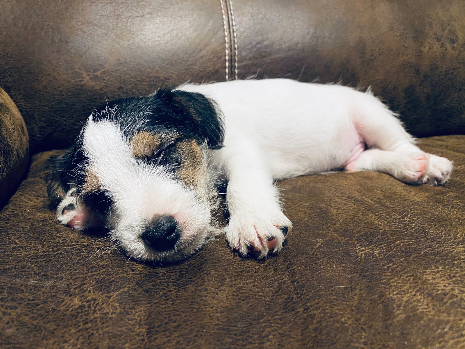 Gallery Irresistible Photos of Our Jack Russell Puppies