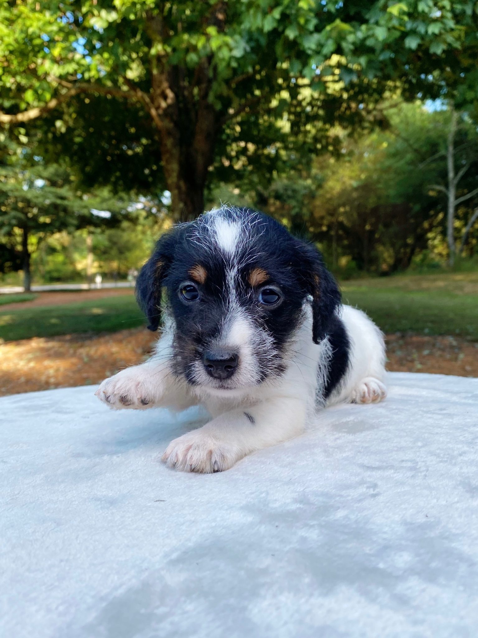 Our Jack Russell Puppies For Sale Jack Russell Breeders
