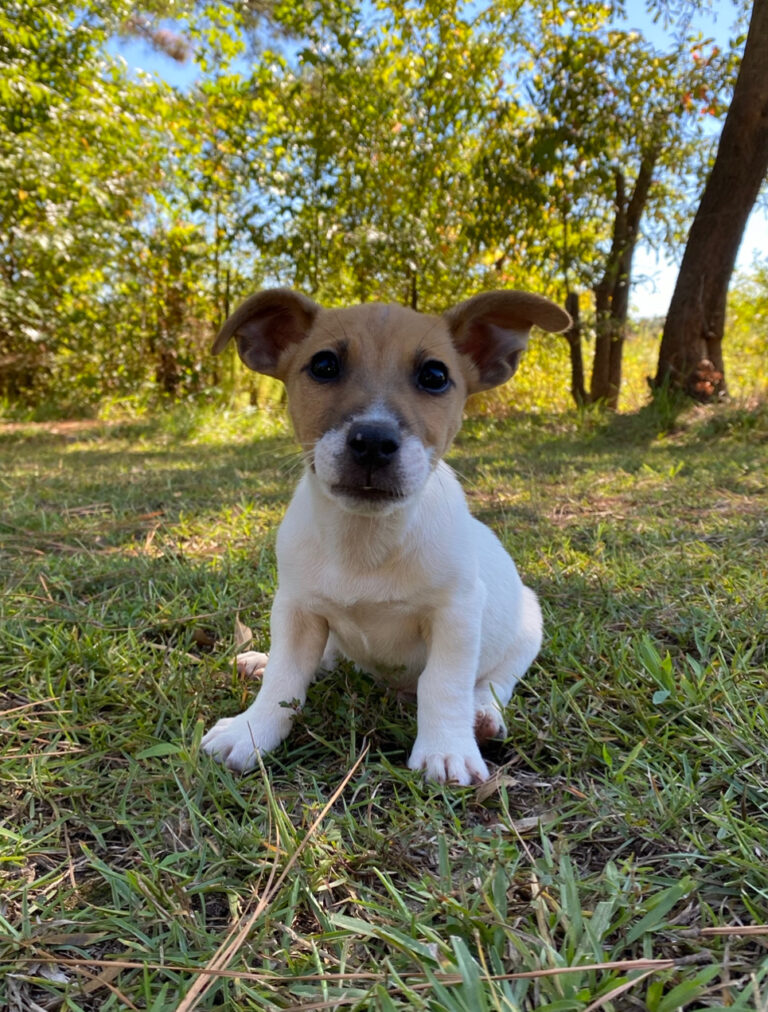 Our Jack Russell Puppies For Sale Jack Russell Breeders