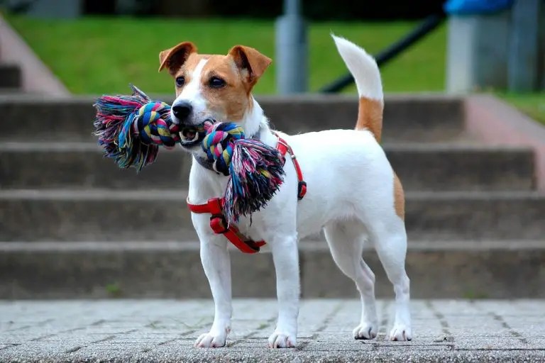 Training a Jack Russell How to train a Jack Russell Terrier