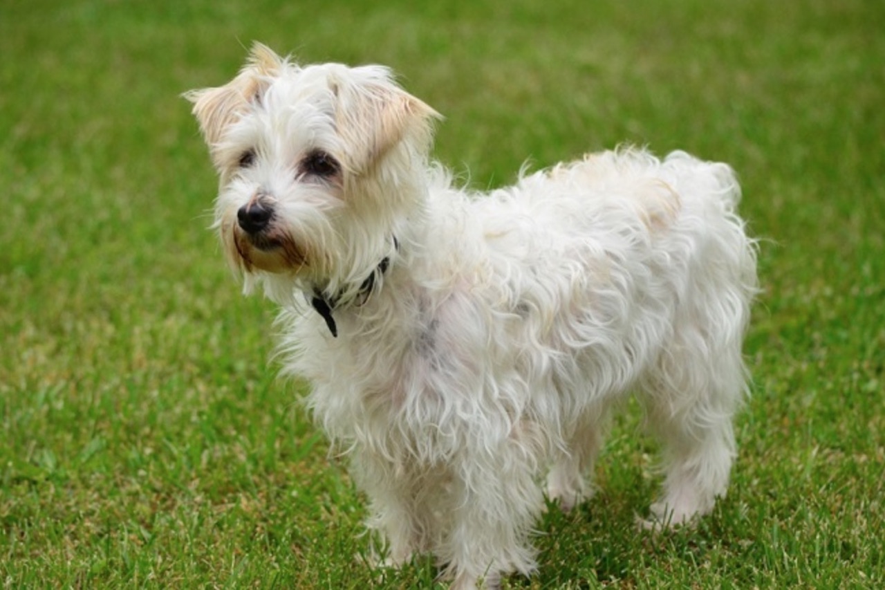 Jack Russell Poodle Cross What is a Jack Russell Poodle Cross like?