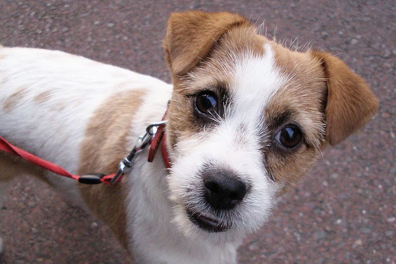 Jack Russell Obedience Training Jack Russell World