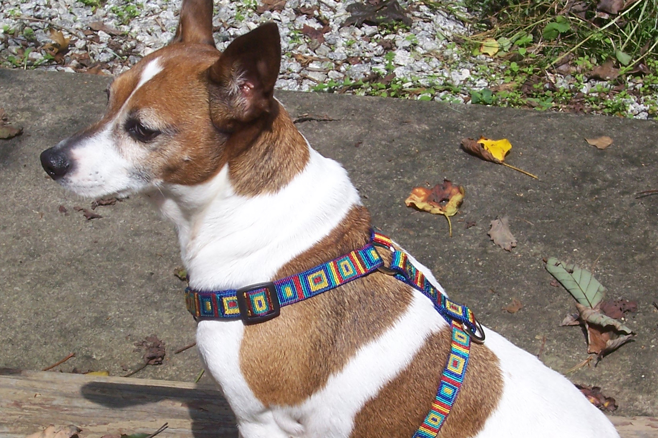 Jack Russell Harness Jack Russell World