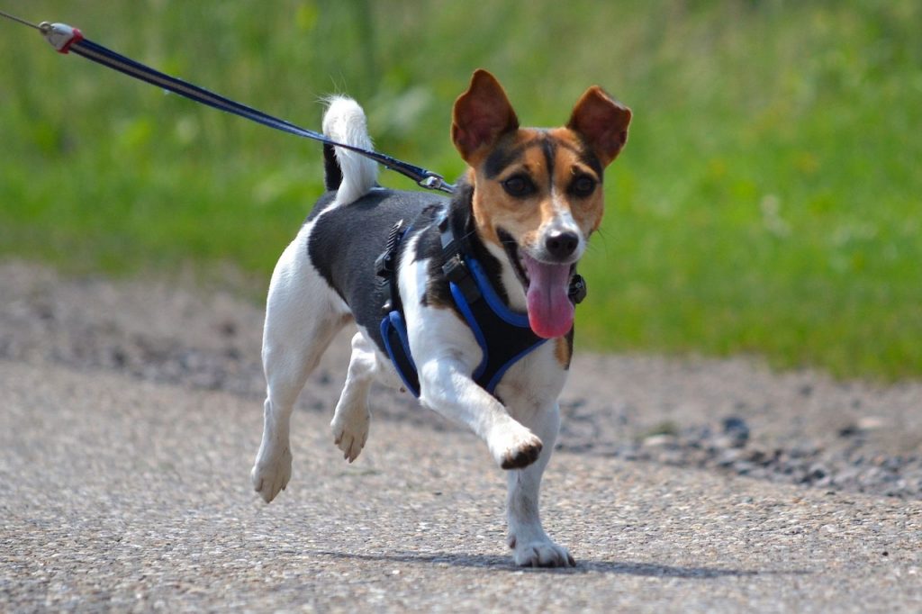 Jack Russell Harness Jack Russell World