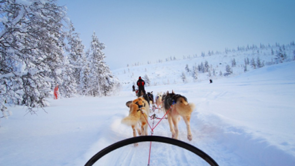 Dog Sled Tours in Jackson Hole Jackson Hole Central Reservations