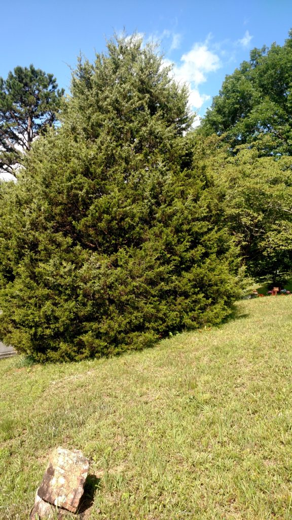 Eastern Red Cedar North Carolina Cooperative Extension