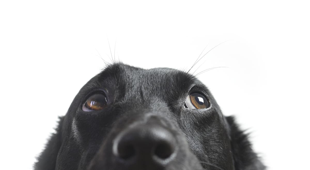 Expert Pet Grooming Jackson County Animal Hospital, Veterinarian in