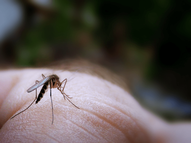 What Happens If Mosquitos Go Extinct? JacksonJournal.News
