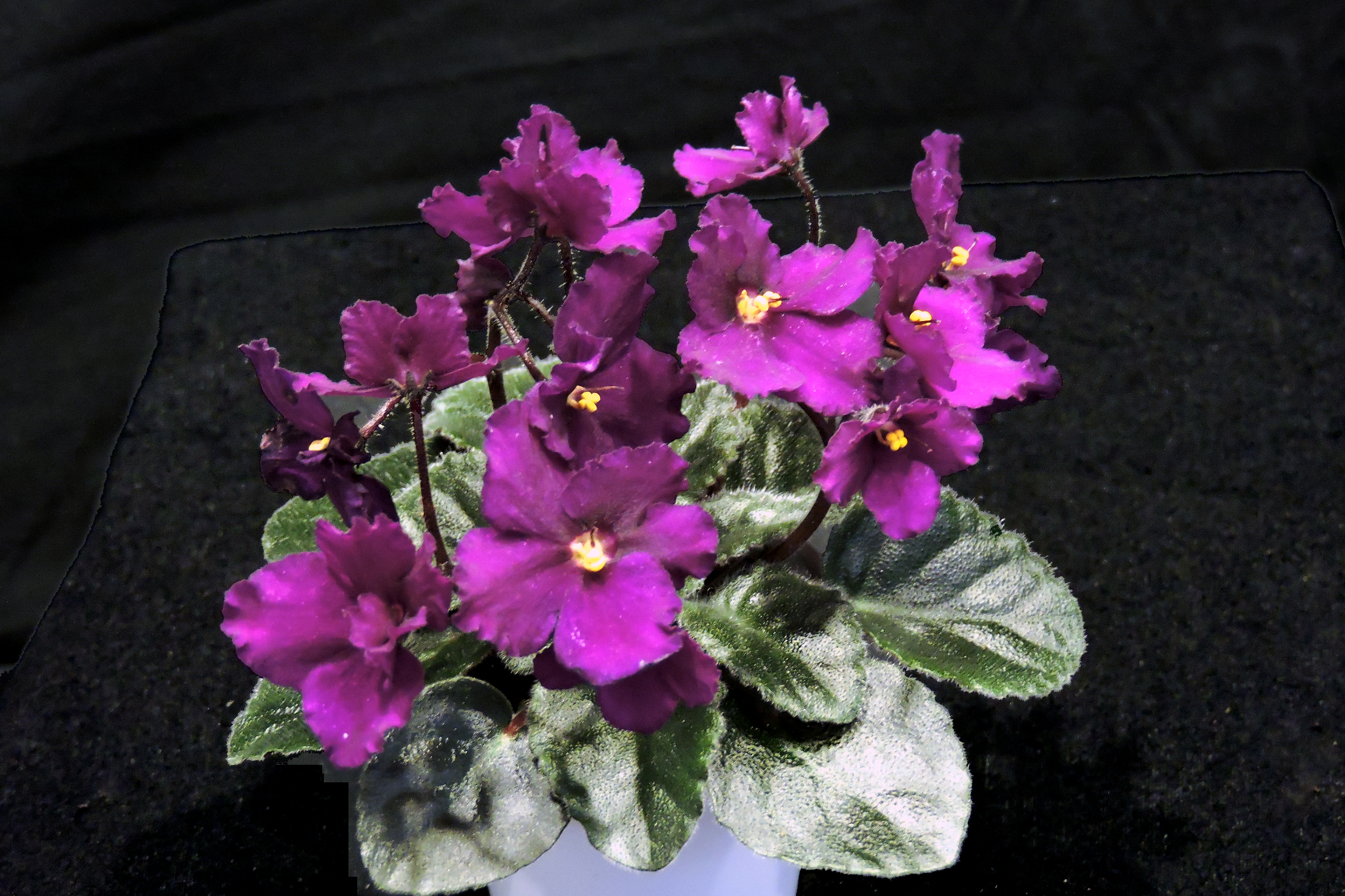 Photos Heart of Jacksonville African Violet Society
