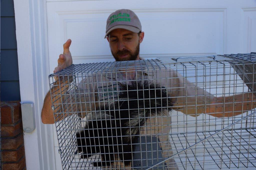 What is the best bait to trap a skunk?