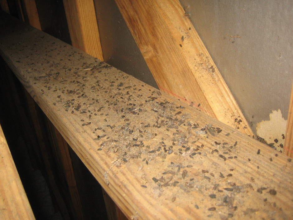 How to Clean the Rodent Feces in Your Attic