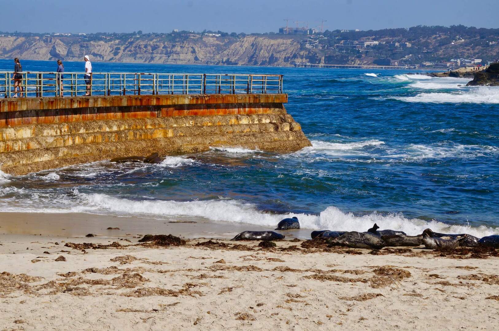 La Jolla's Seal Problem