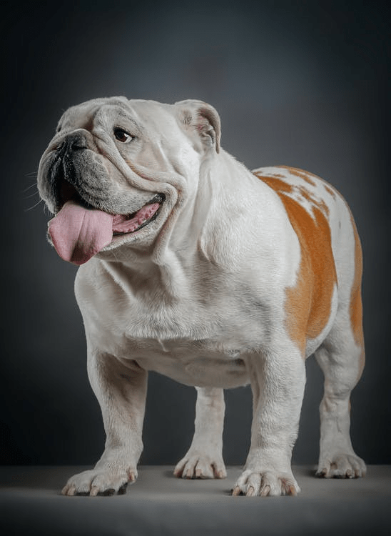 The 9 Best Dog Foods for English Bulldogs In 2023