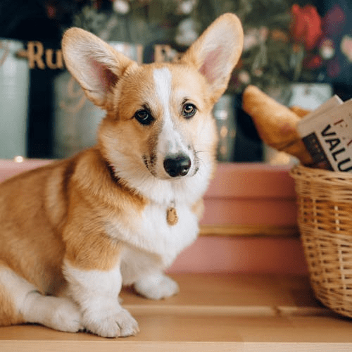 Top 7 Best Dog Food for In 2023