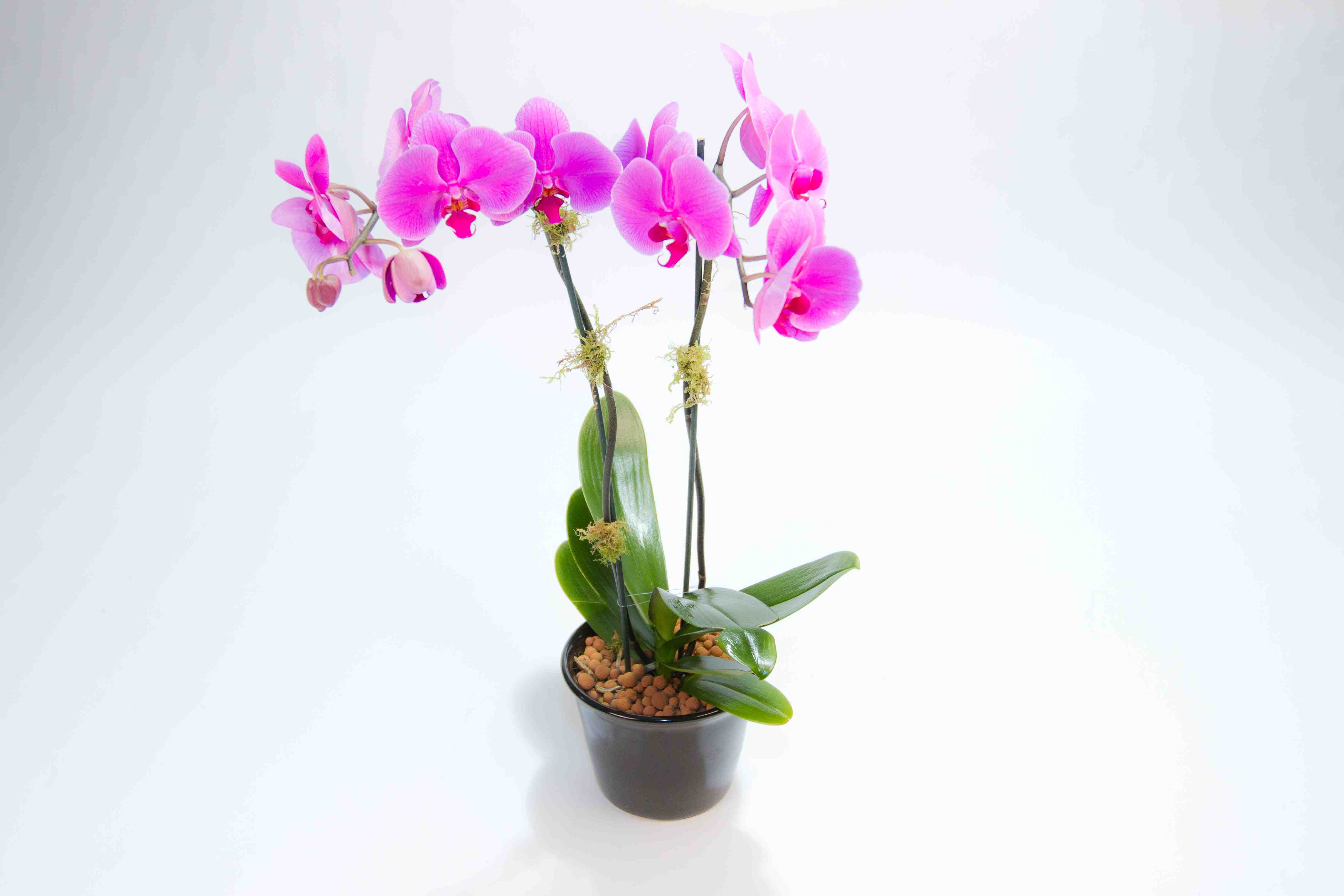 Mini Phalaenopsis Orchid Double Stem Jacobsen's Flowers & Gift Baskets