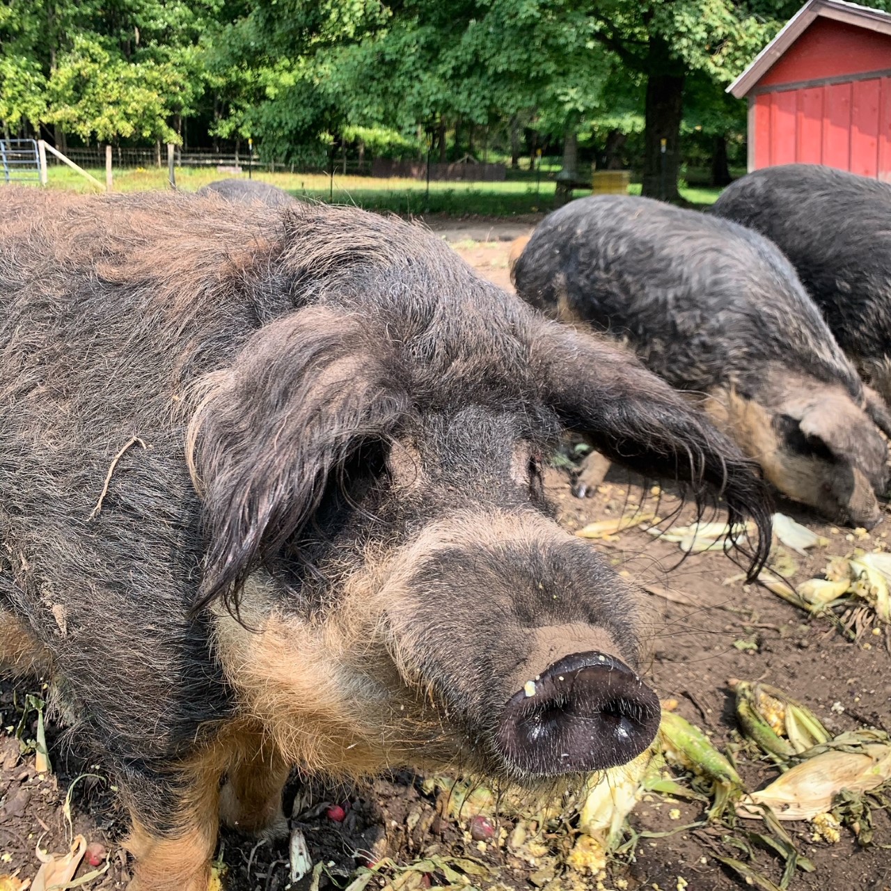 Amazing Hungarian Mangalitsa Pigs Jacobs Heritage Farm