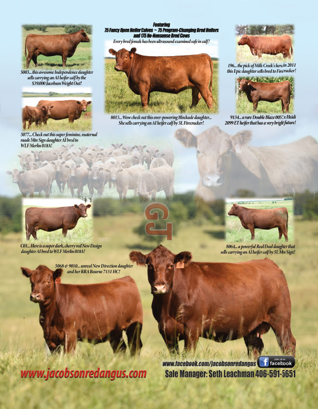 Jacobson Red Angus Cattle Red Angus Cattle in Hitterdal, MN