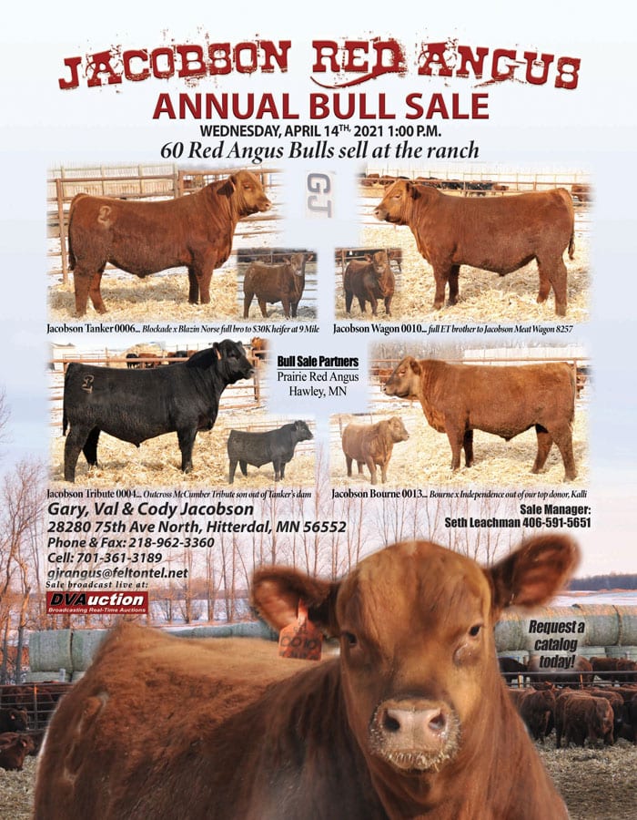 Jacobson Red Angus Cattle Red Angus Cattle in Hitterdal, MN