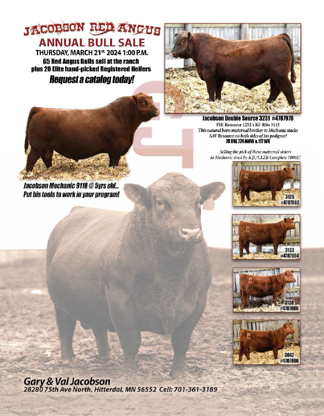 Jacobson Red Angus Cattle Red Angus Cattle in Hitterdal, MN