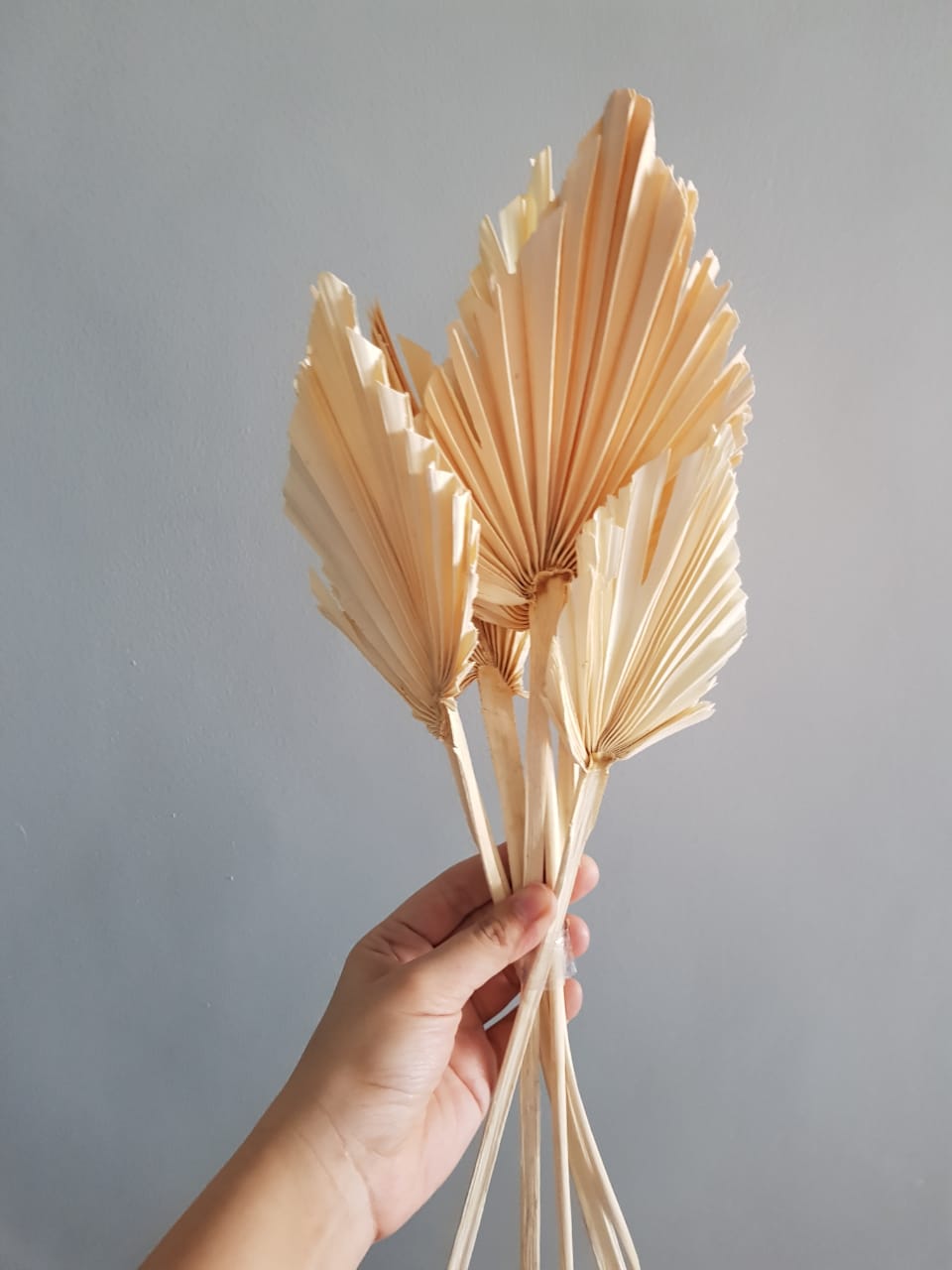 spear palm
