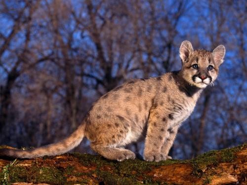 Bébé puma Les animaux trop mignons