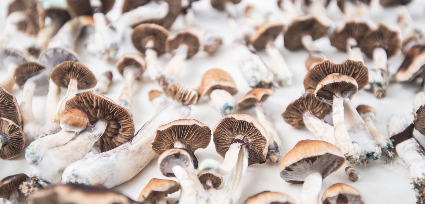 The Ultimate Guide To Mushroom Extraction Jaden Rae
