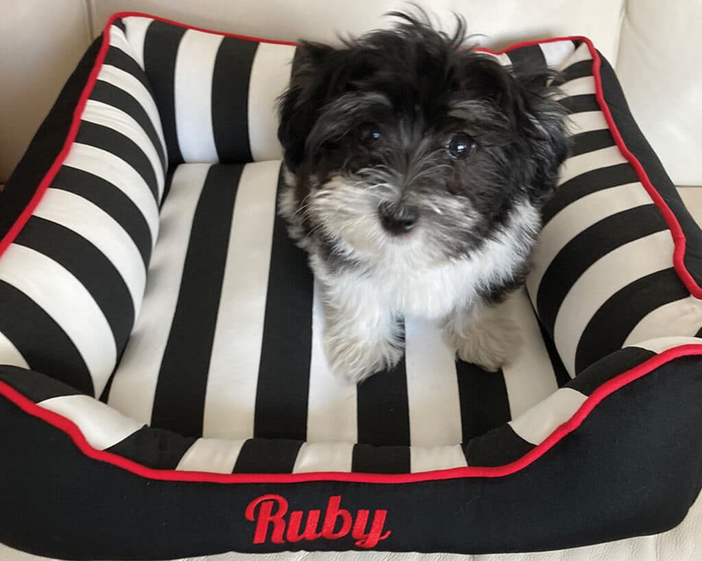 Black & White Stripe J'adore Custom Pet Beds