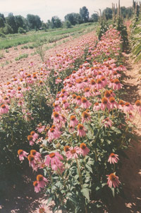 Organically Grown  Echinacea purpurea
