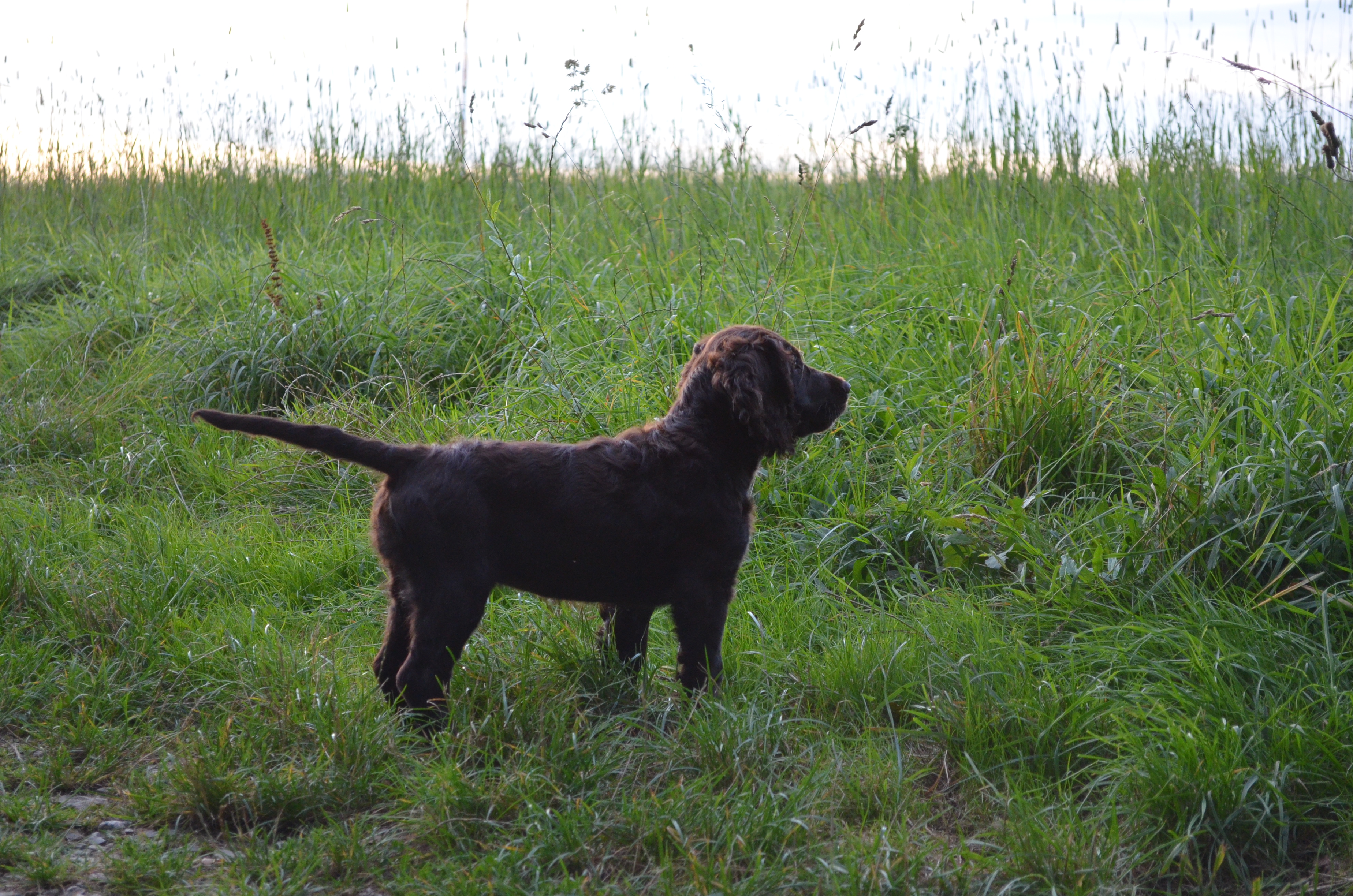 Deutscher Wachtelhund Wachtel Jagdhund Krähenjagd