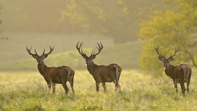 Aktuelle Jagdzeiten 2021 in Niedersachsen Jägerschaft Stade e.V.