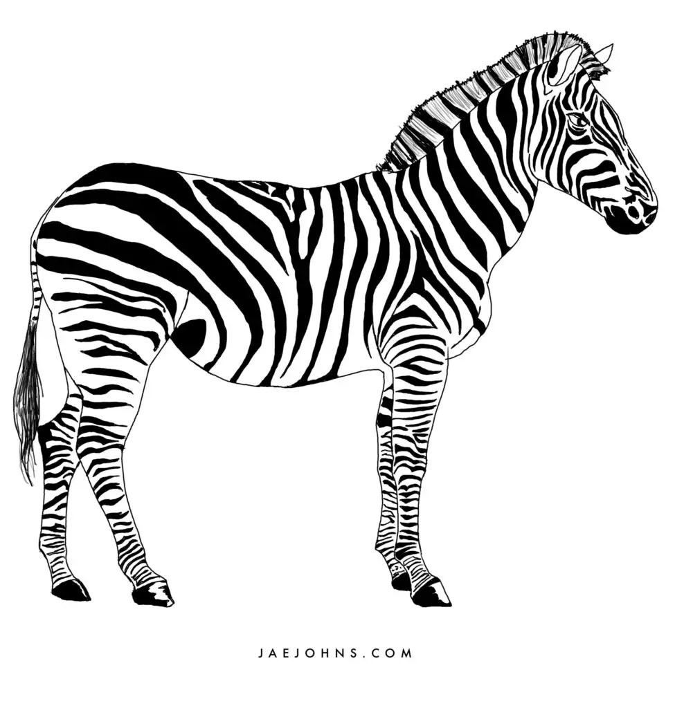 How to Draw a Zebra
