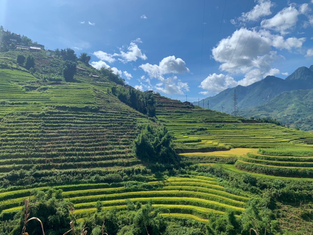 solo budget trip, rice terraces in Sapa