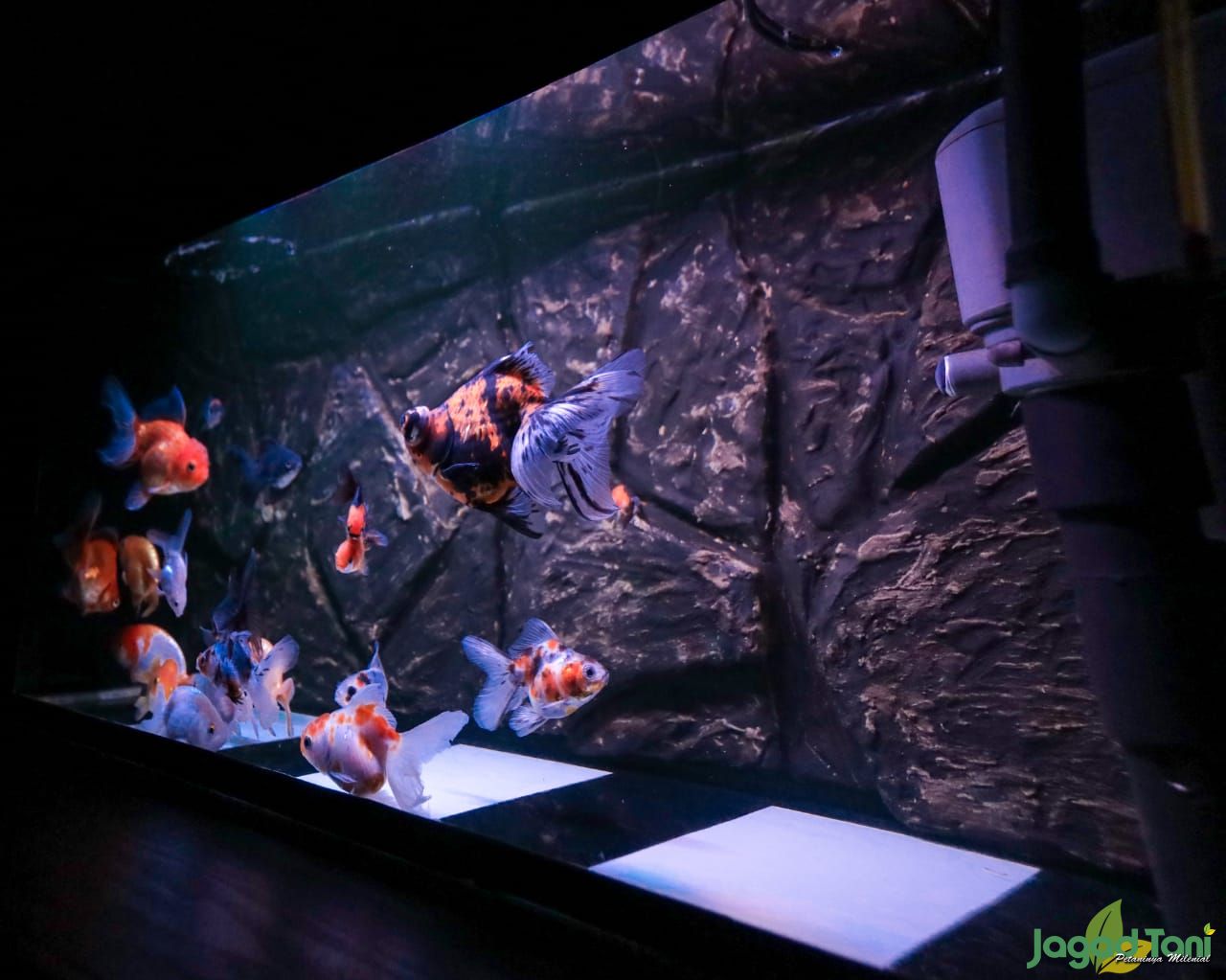 145 Background Aquarium Keren free Download My