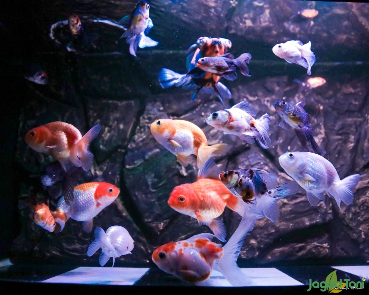 145 Background Aquarium Keren free Download My