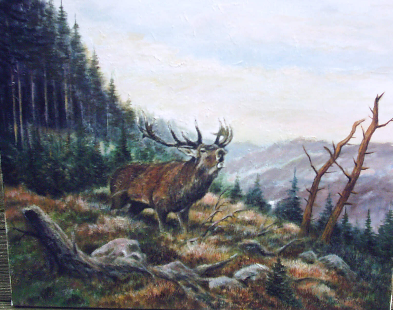 „SCHREIENDER HIRSCH“ Öl/Leinwand 40x50cm verkauft Nr.15