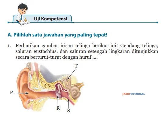 Check spelling or type a new query. Jawaban Buku Ipa Kelas 8 Uji Kompetensi Bab 10 Hal 160 163 Perhatikan Gambar Irisan Telinga Berikut Jagotutorial