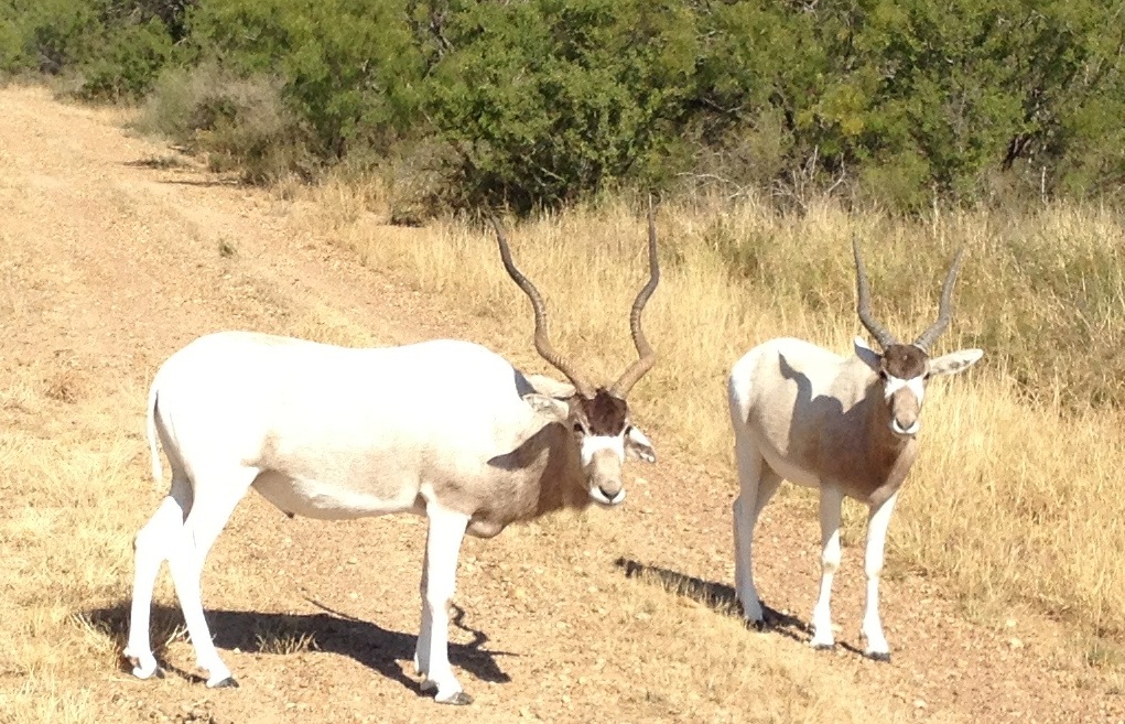Exotic & African Game Hunts Jagranch